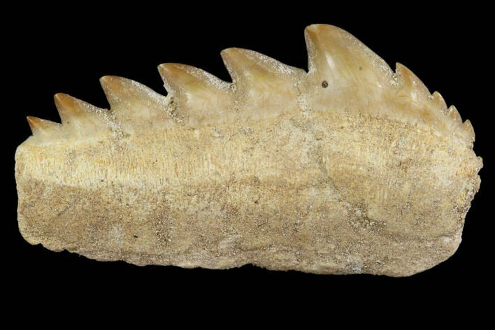 Fossil Cow Shark (Hexanchus) Tooth - Morocco #115825